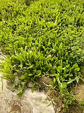 hornycouple20000